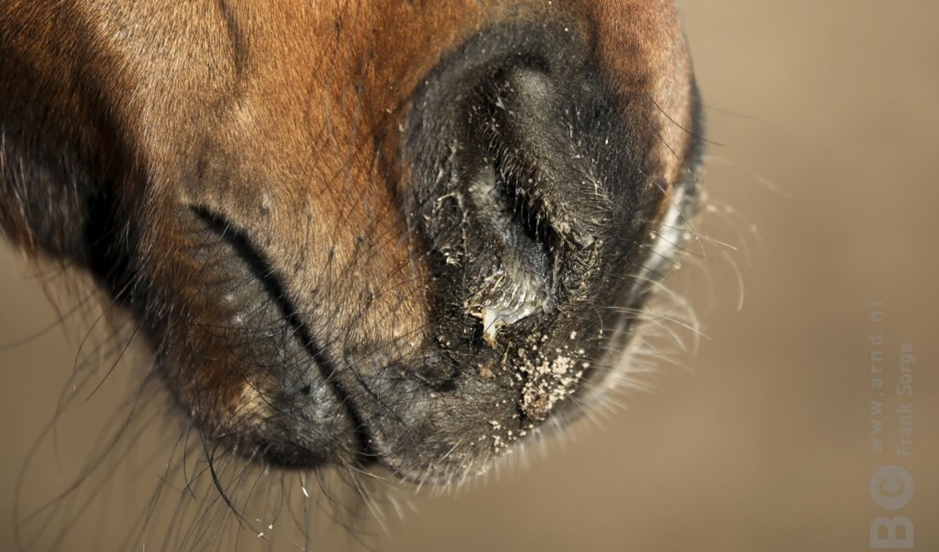 Sinusitis Bij Het Paard Bit Cap