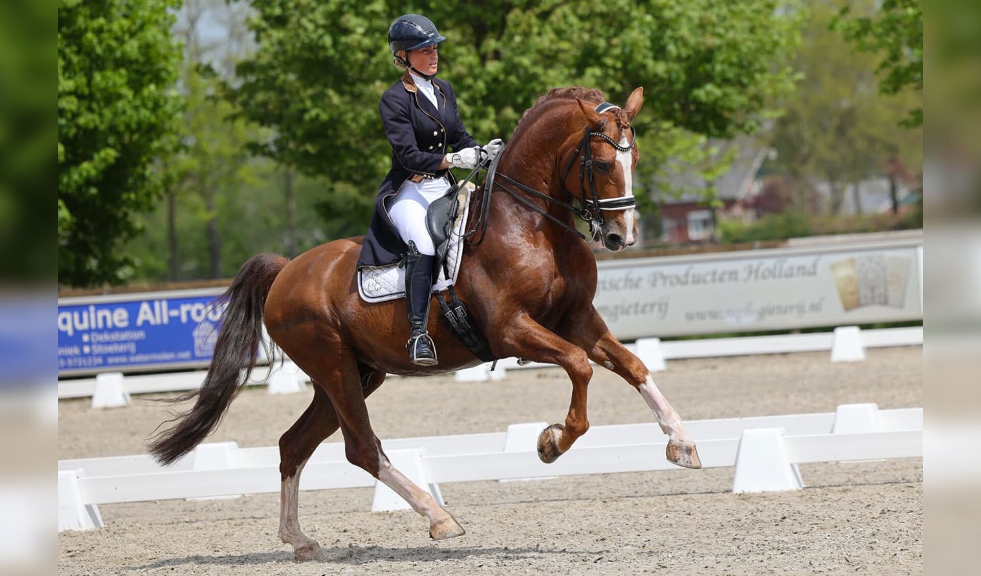 KWPN Tuigpaardenavond Wordt Eerbetoon Aan Nederlands Tuigpaard Het