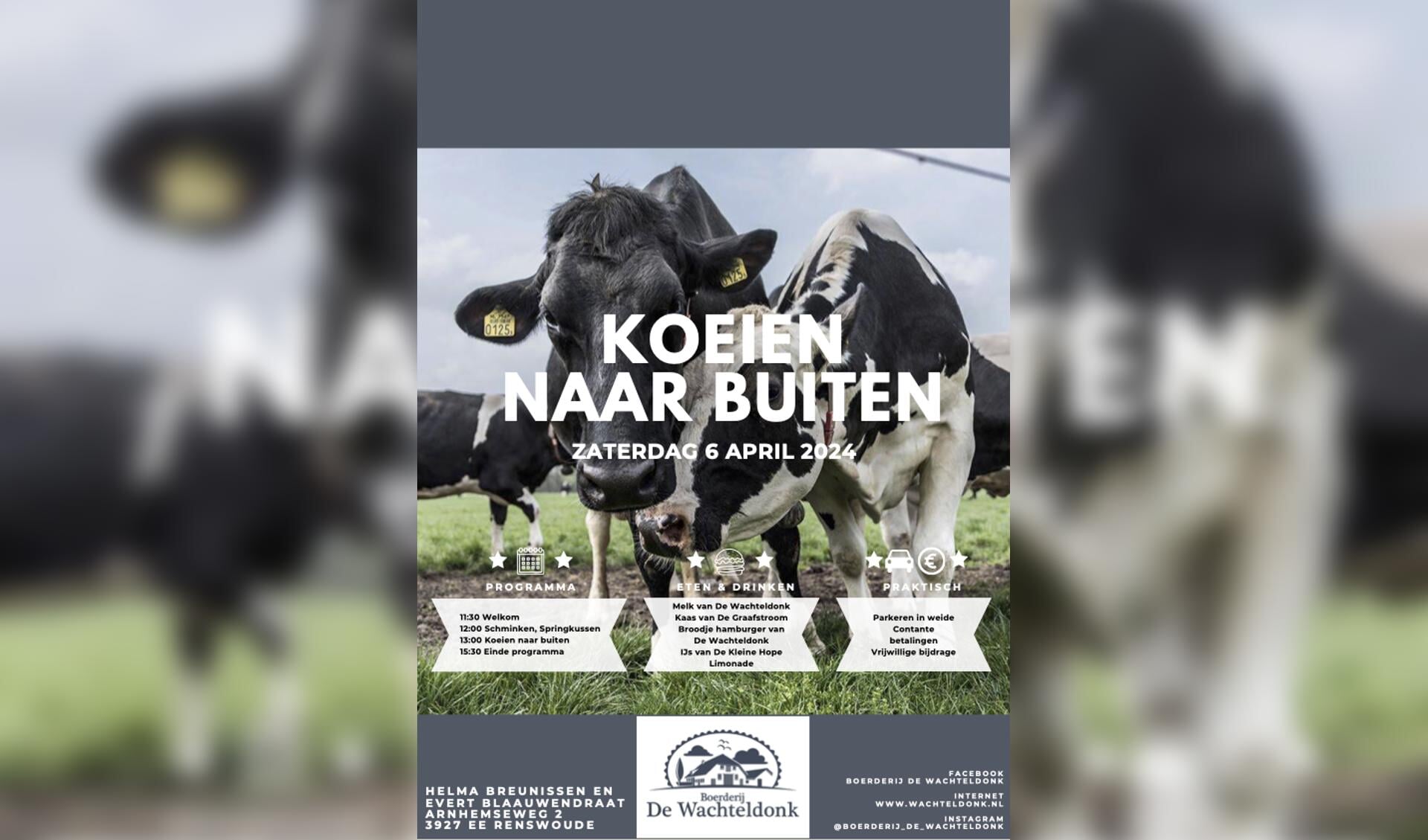 Koeien Naar Buiten Bij Boerderij De Wachteldonk Renswoude Op Zaterdag