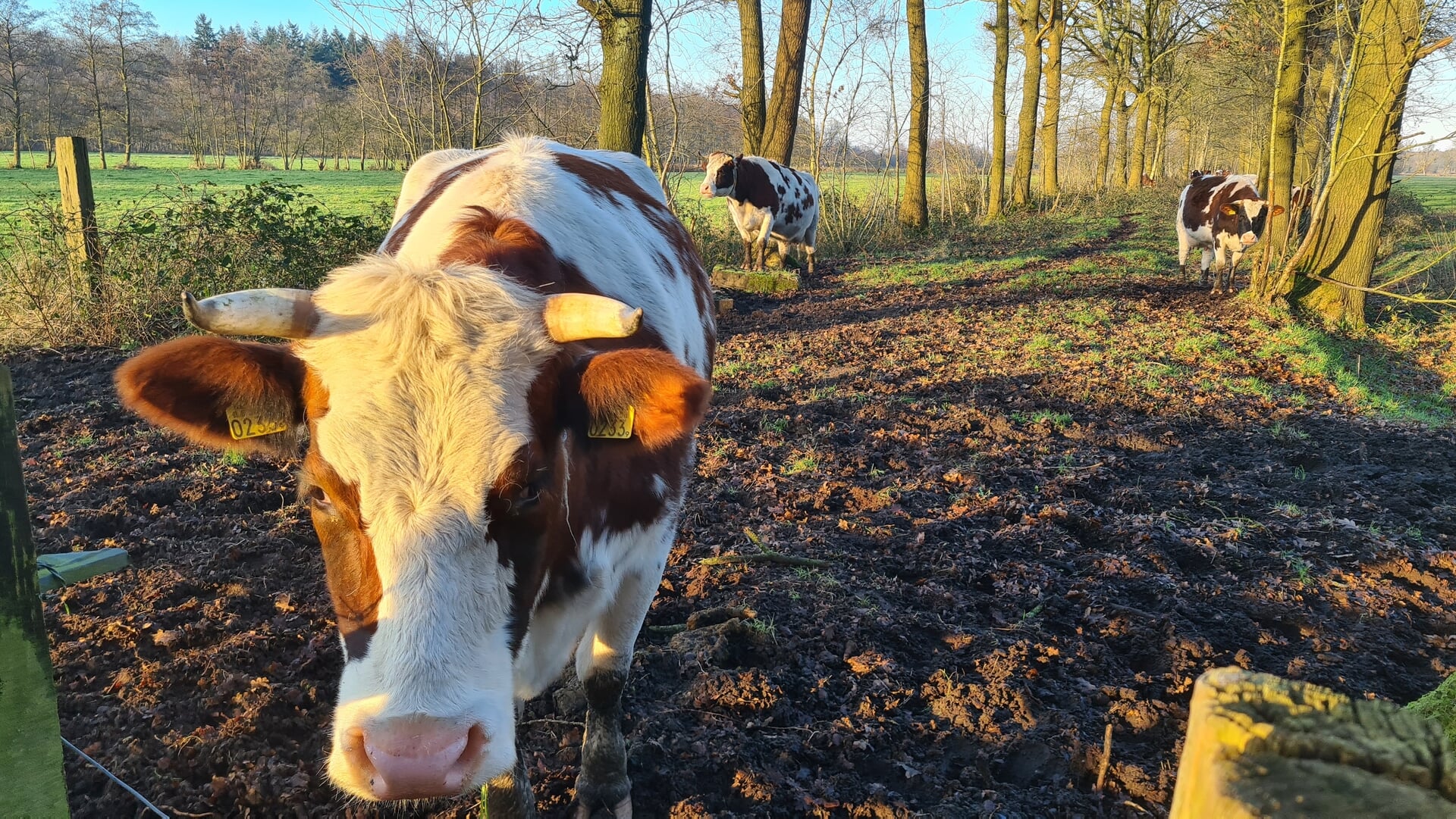 Even Lente In Bilthoven De Vierklank Al Het Nieuws Uit De Gemeente