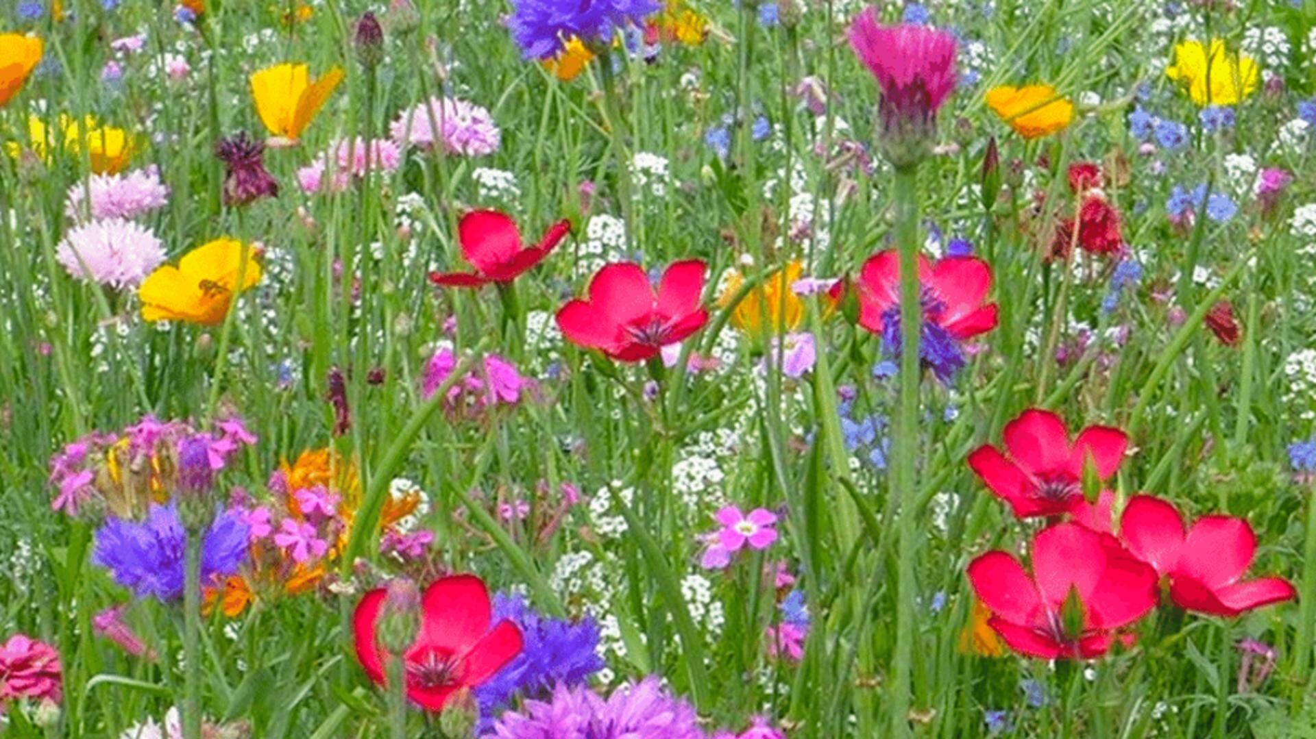 Wilde Bloemen Zaaien Adverteren Geldrop Mierlo Middenstandsbelangen