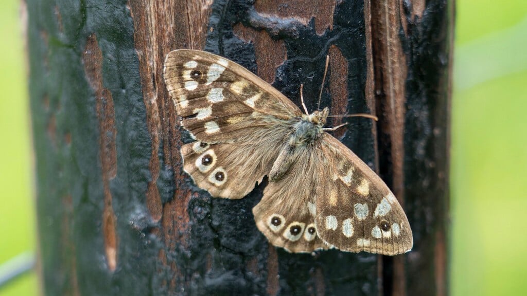 Vlinders in het Wijboschbroek