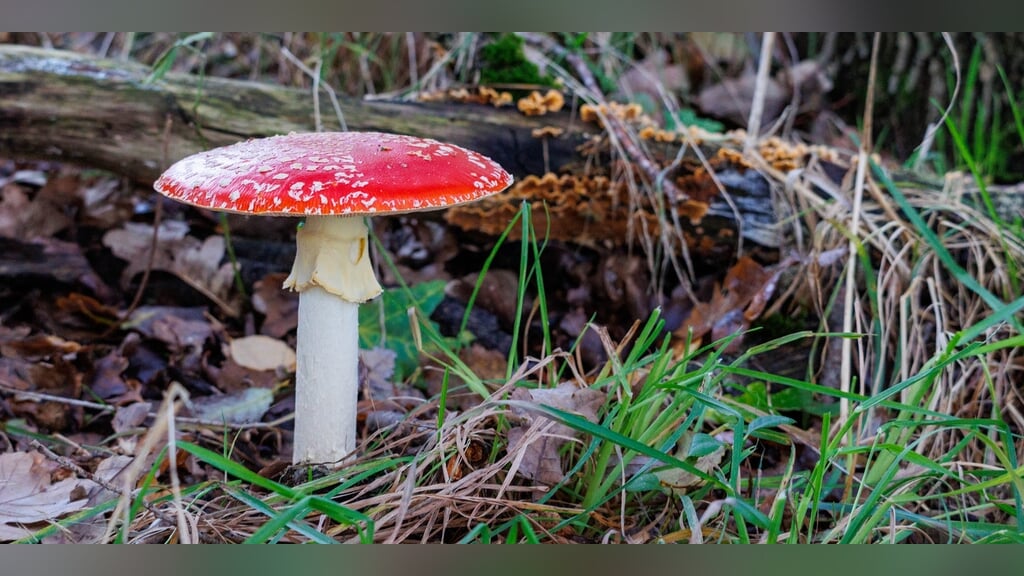 IVN Paddenstoelen Herfstwandeling