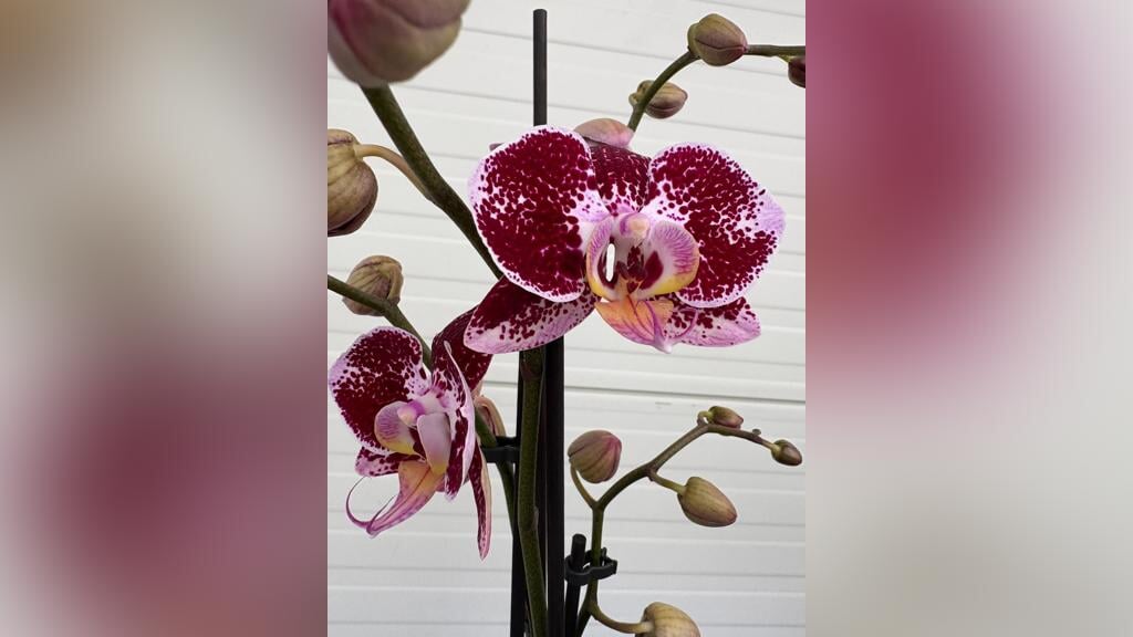 Jaarlijkse Orchideeenverkoop Paardensportvereniging Rovienna Horssen