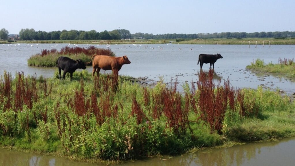 Boerenland Wandeltocht door West-Friesland