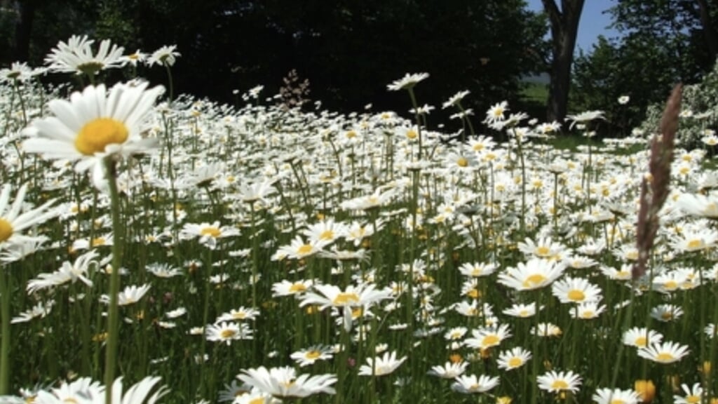 Vroege wandeling in de natuur