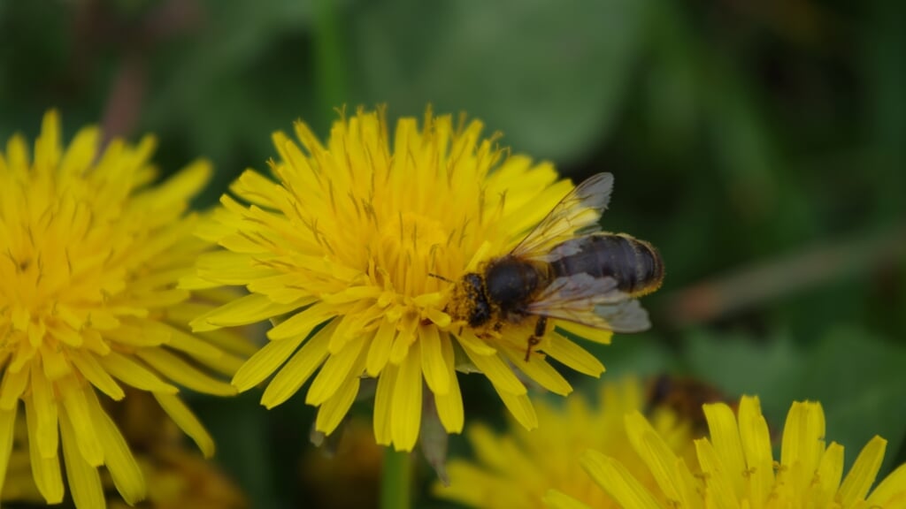 Ontdek de natuur door de microscoop