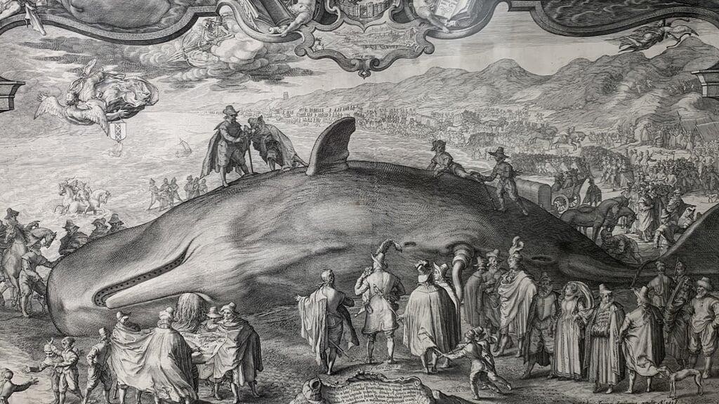 Duik in de wereld van de walvis bij Museum Kennemerland