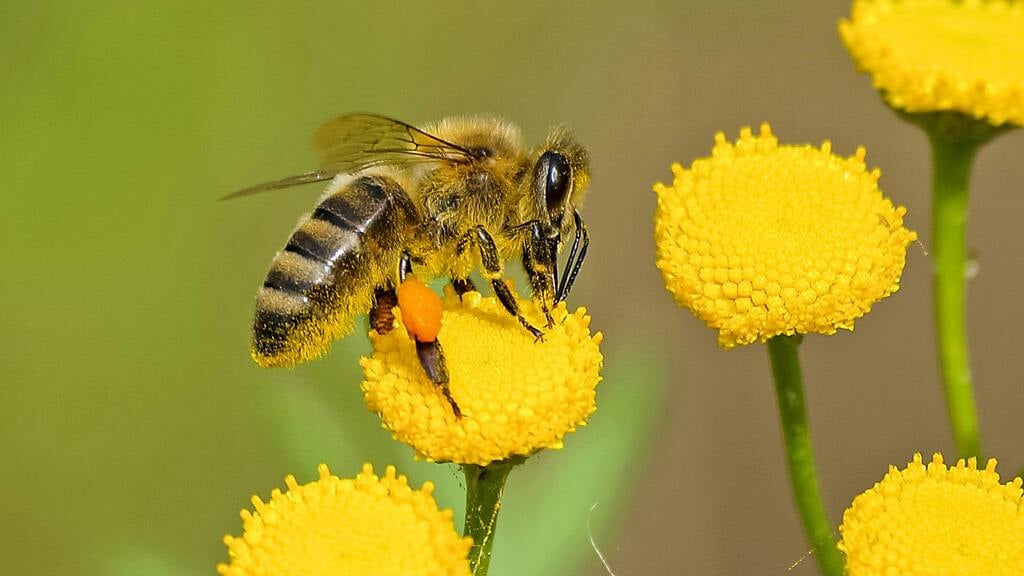 Boeiende lezing over de honingbij in Schoorl