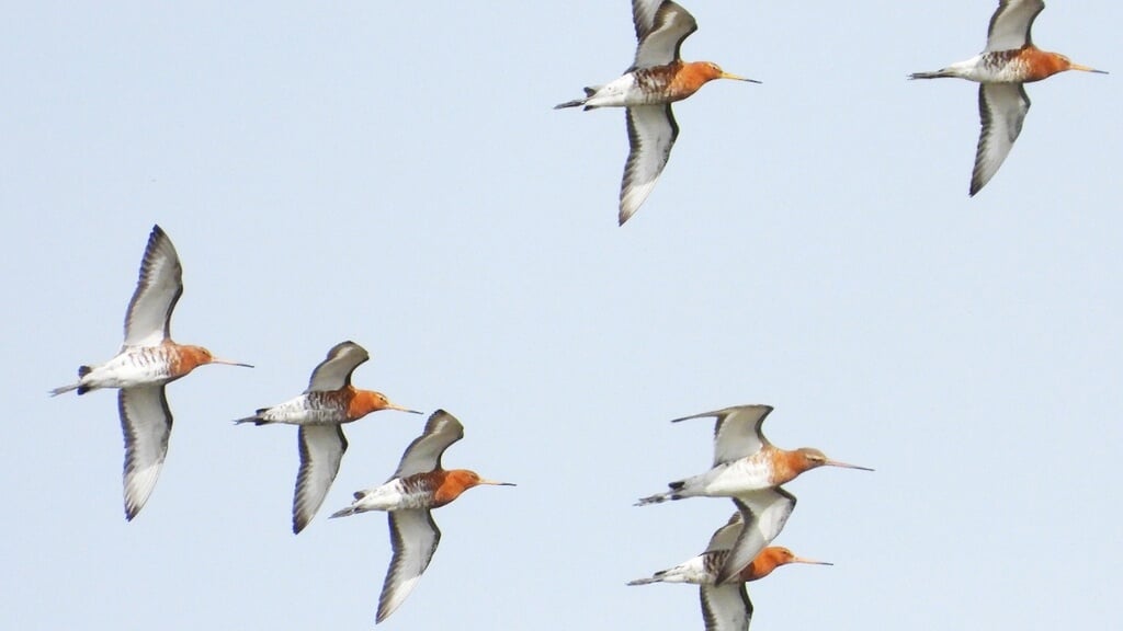 Lezing over vogeltrek en onderzoek in De Hoep