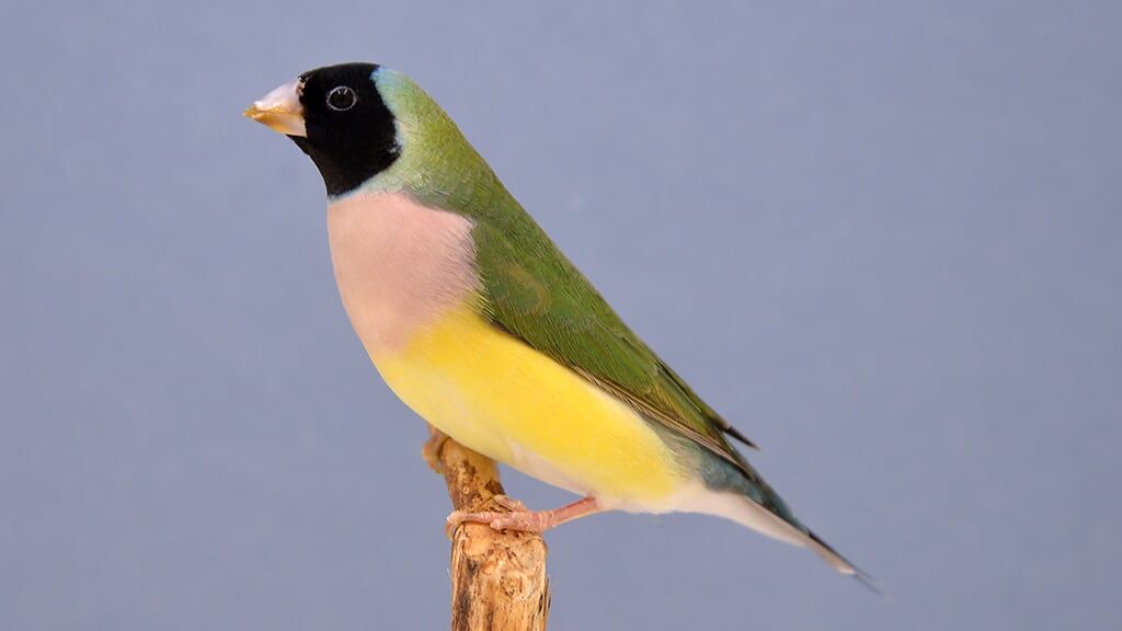 Vogelshow in Monster