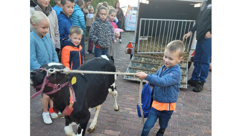 er is zelfs een kalf meegenomen naar school.