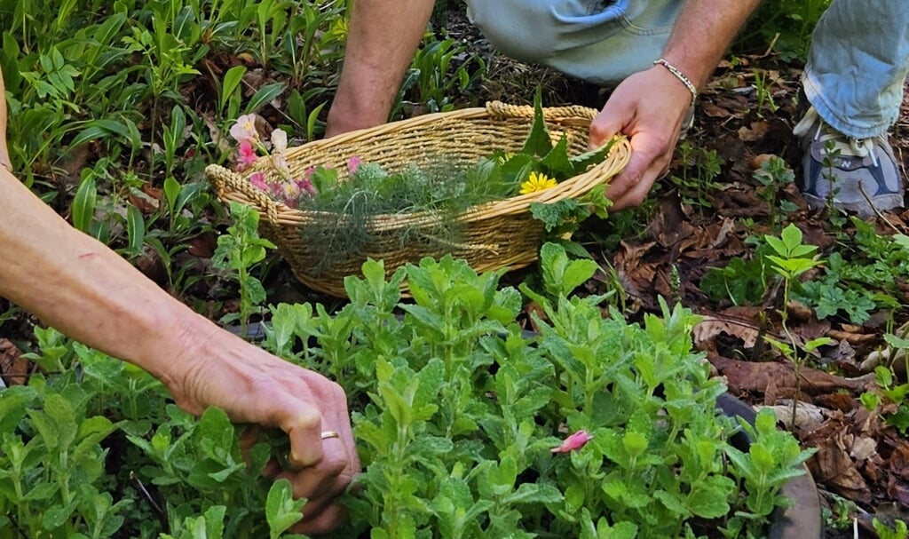 Groene markt op De Kleine Aarde