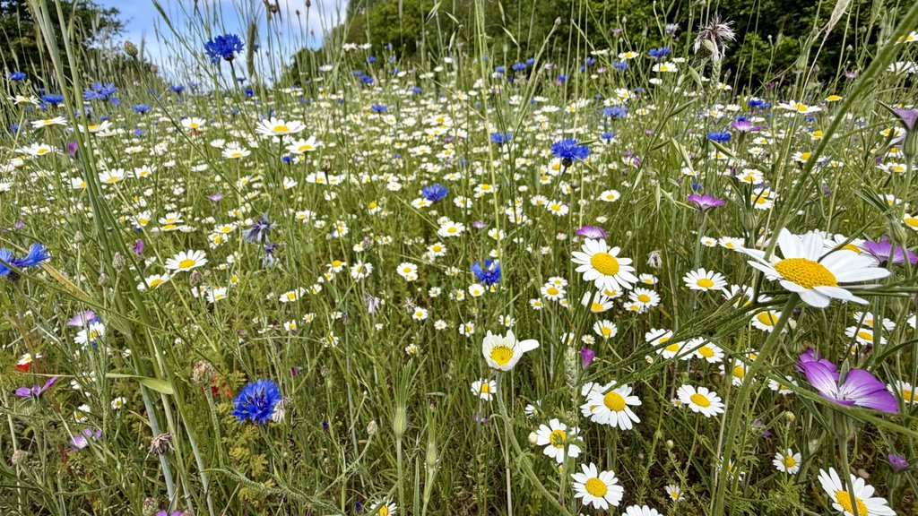 Leer wat de natuur zou doen bij ontwerpproblemen tijdens workshop bij Collectief Circulair in Beverw