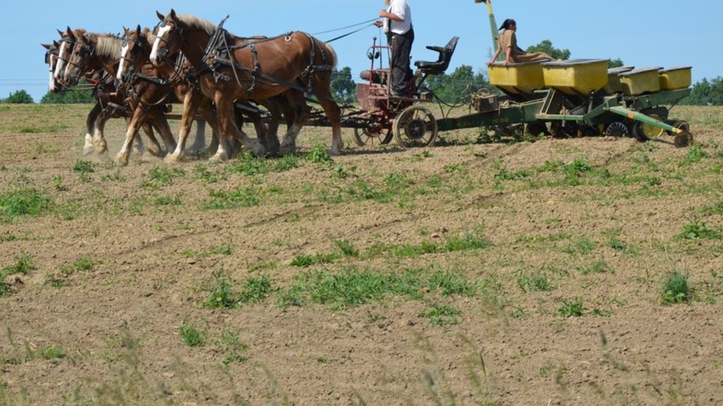 Amish aan het werk met paarden