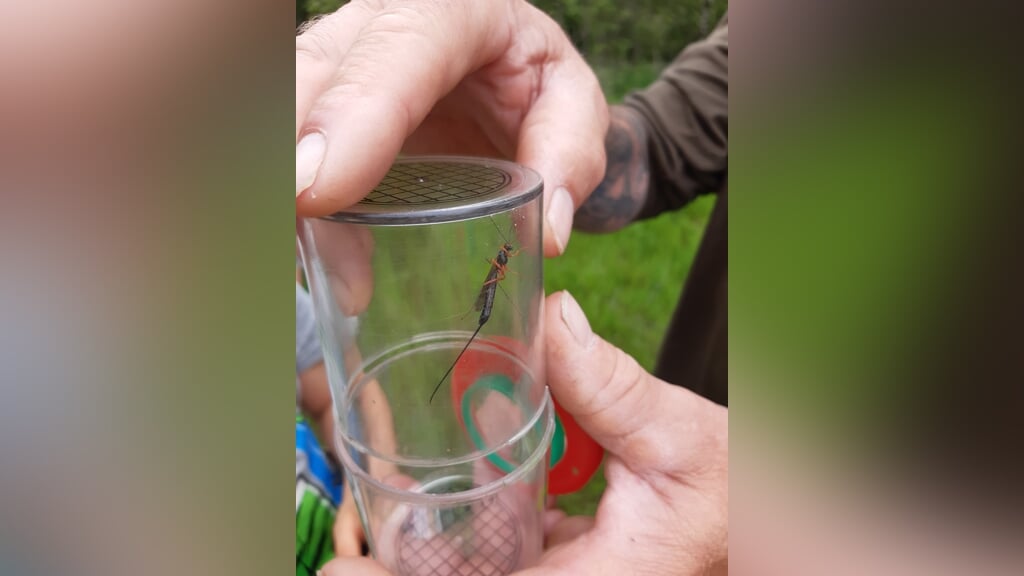 IVN Bernheze Buitenkids: op kriebelbeestjessafari in de bossen