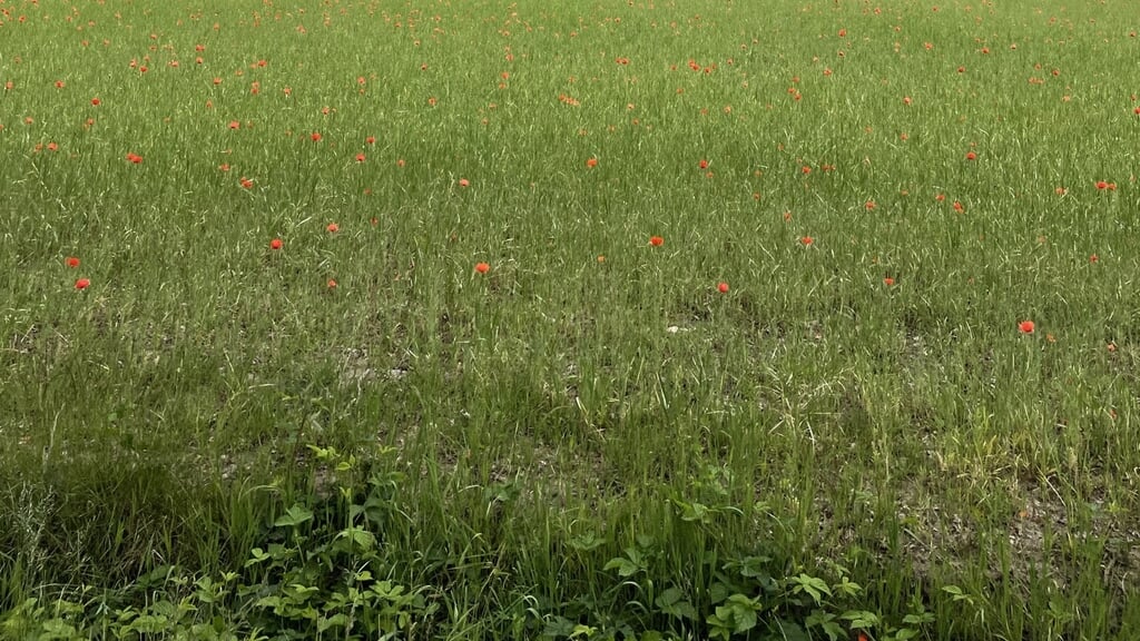Kom naar de Volkelse Hooiberg in Volkel!