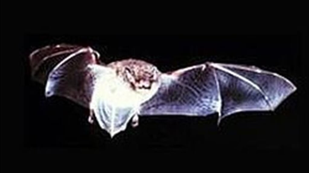 Kom mee in de wereld van Spuk en ontdek hoe cool vleermuizen zijn!