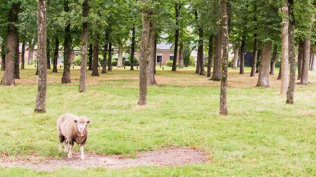 Excursie Norger esdorpenlandschap bij Zuidvelde - De Krant