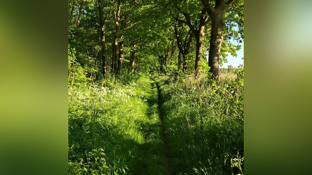 Wandeling Ruweeuwsels Heem-Natuurgroep Sint-Oedenrode