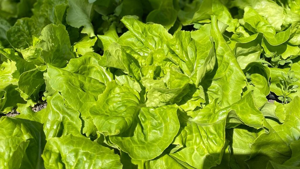 Open Dag Zelfoogsttuin Ús Hôf in Sibrandabuorren - Kom kijken, proeven en ontdekken!