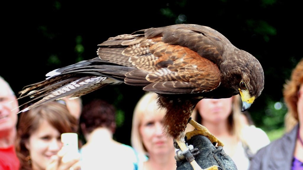 Roofvogelshow