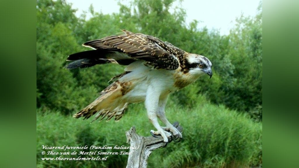 Lezing ‘Roofvogels en uilen’ bij IVN Laarbeek