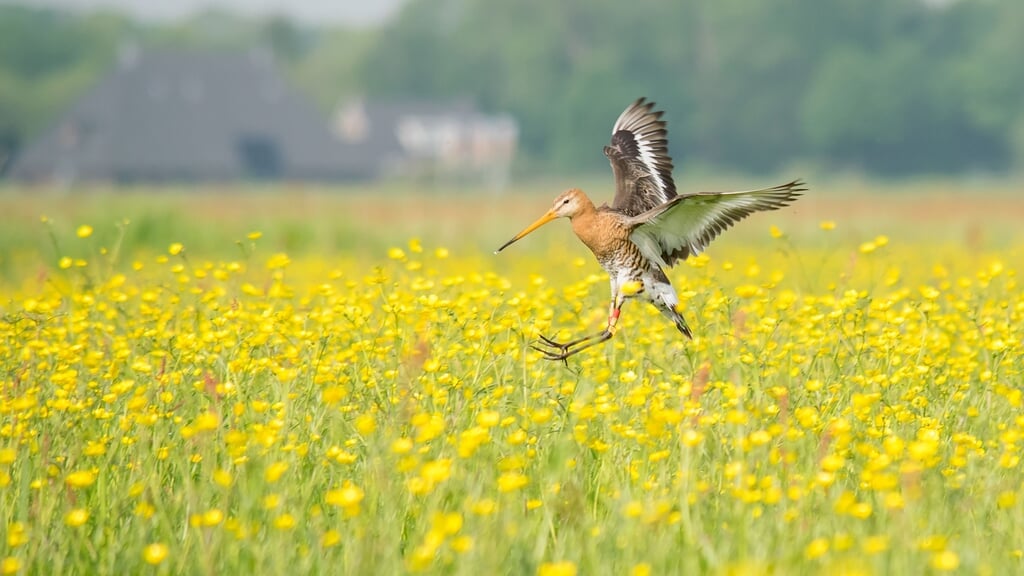 Lezing over agrarisch natuur- en landschapsbeheer door Bianca Domhof Bezoekerscentrum Mar & Klif in 
