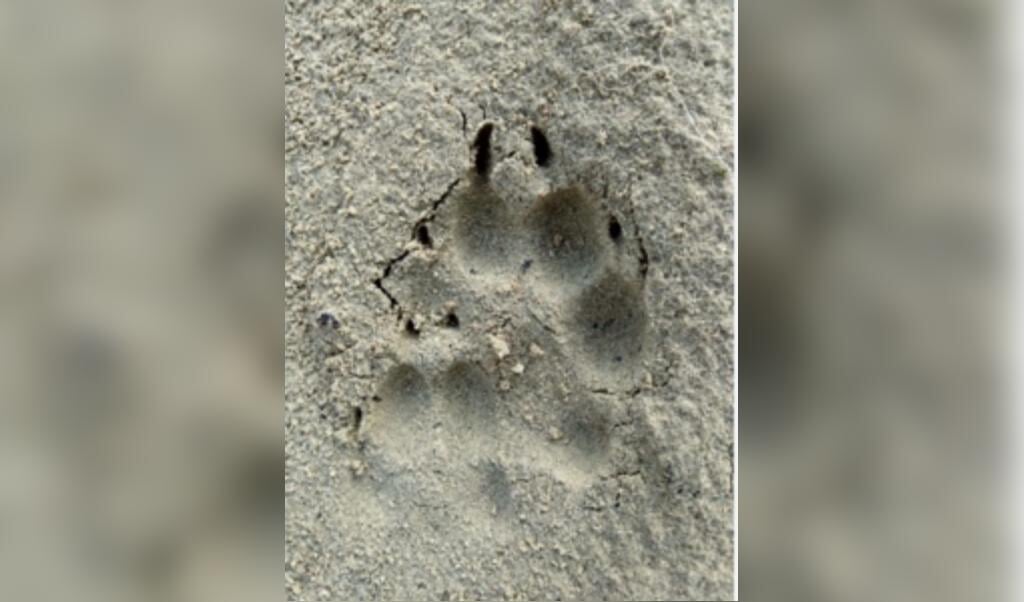 Excursie Wolftracks: Wolven in de natuur