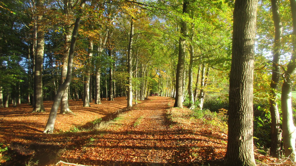 Wandeltocht in Beetsterzwaag: ‘tusken bosken en wetter’