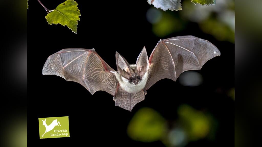 Lezing en excursie Vleermuizen