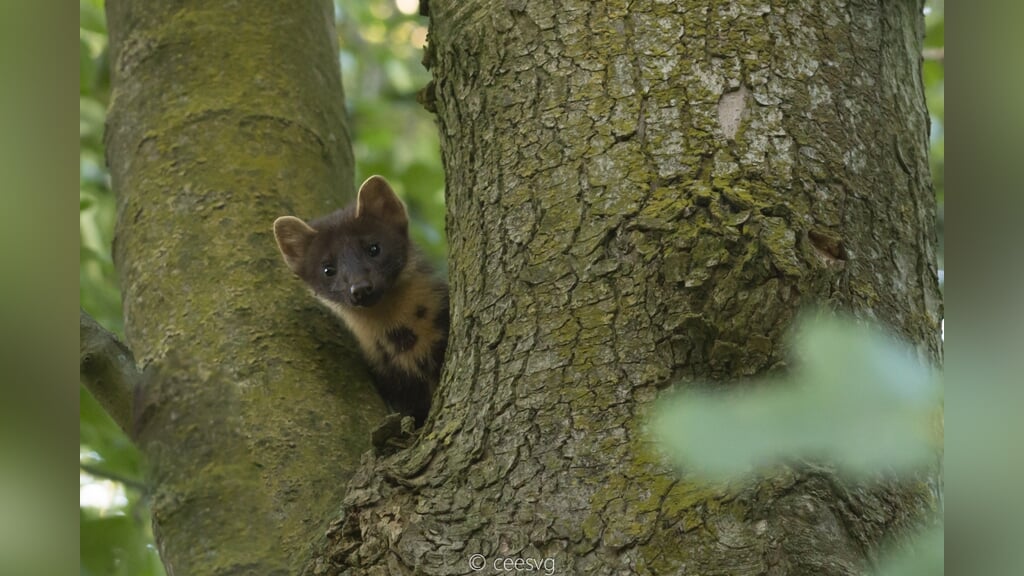 Tentoonstelling over Zoogdieren