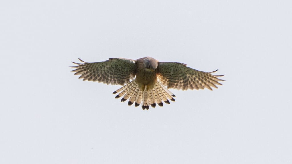 Vogels bij Hooge Kampse Plas