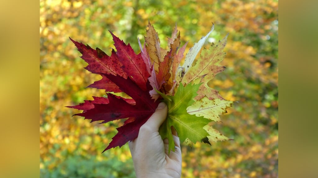 Herfstwandeling Ridderoordse Bos