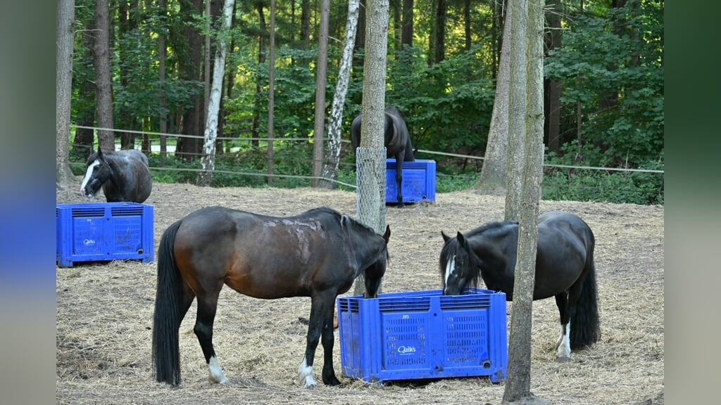 Open dag manege Lis Hartel