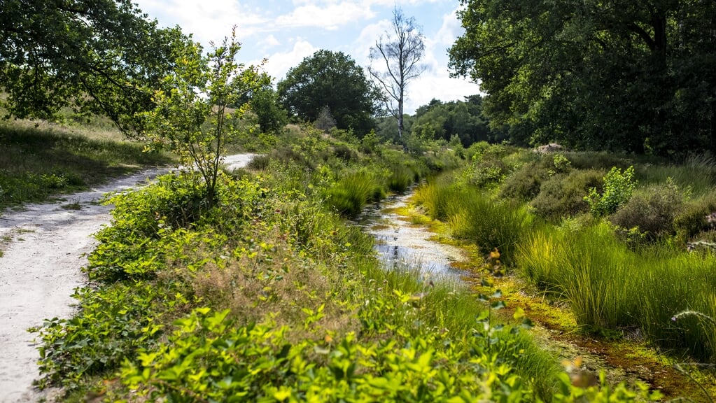 Lezing en excursie: biodiversiteit op de Veluwezoom onder druk
