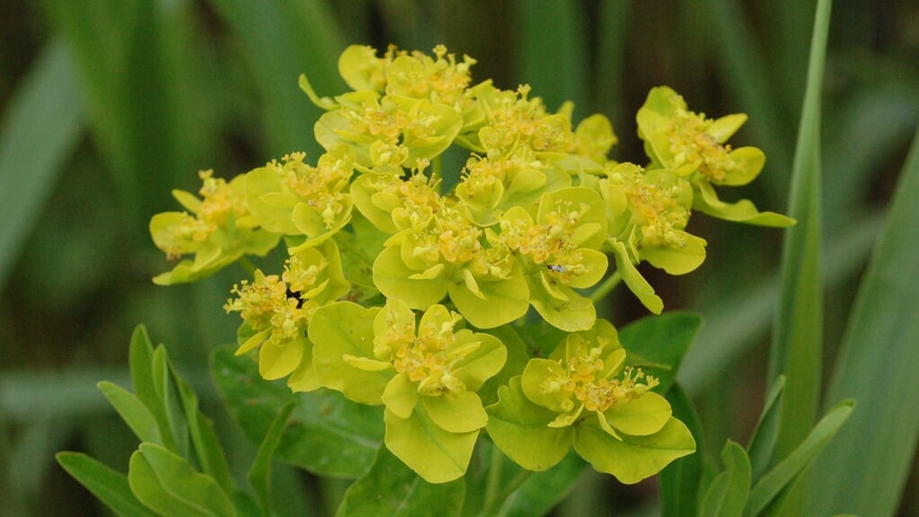 Wat bloeit er in de Heemtuin?