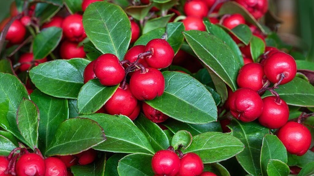 Bloemetjesactie van Gymnastiek Vereniging de Kempers
