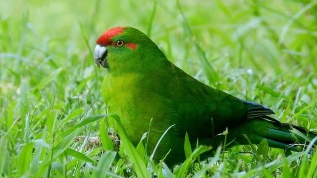 Gratis vogels kijken