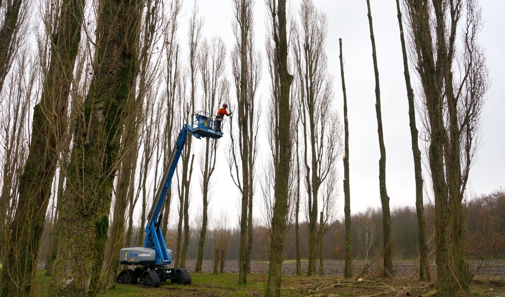 Snoei- en rooiwerkzaamheden bij De Groene Kathedraal. (Foto: Land Art Flevoland)