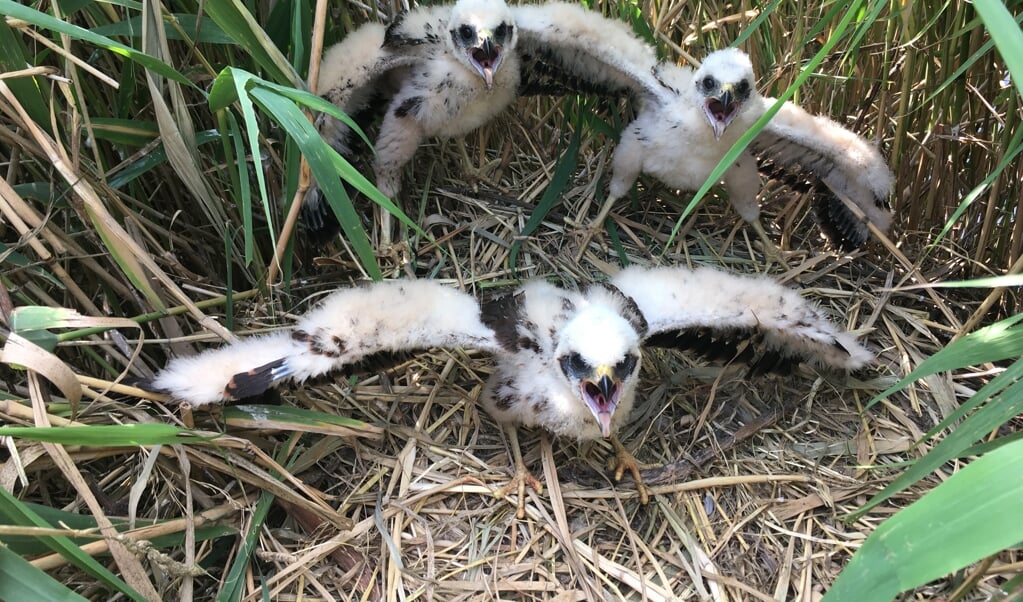 Drie jonge kiekendieven. (Foto: aangeleverd)