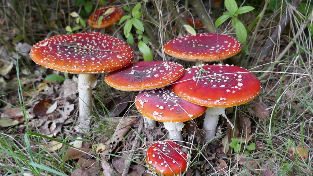 IVN Paddenstoeldag op de Eelerberg: ontdek de herfst in Hellendoorn
