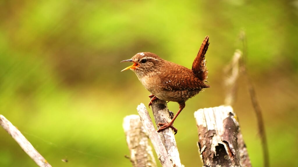 Vogelexcursie naar Dakhorst