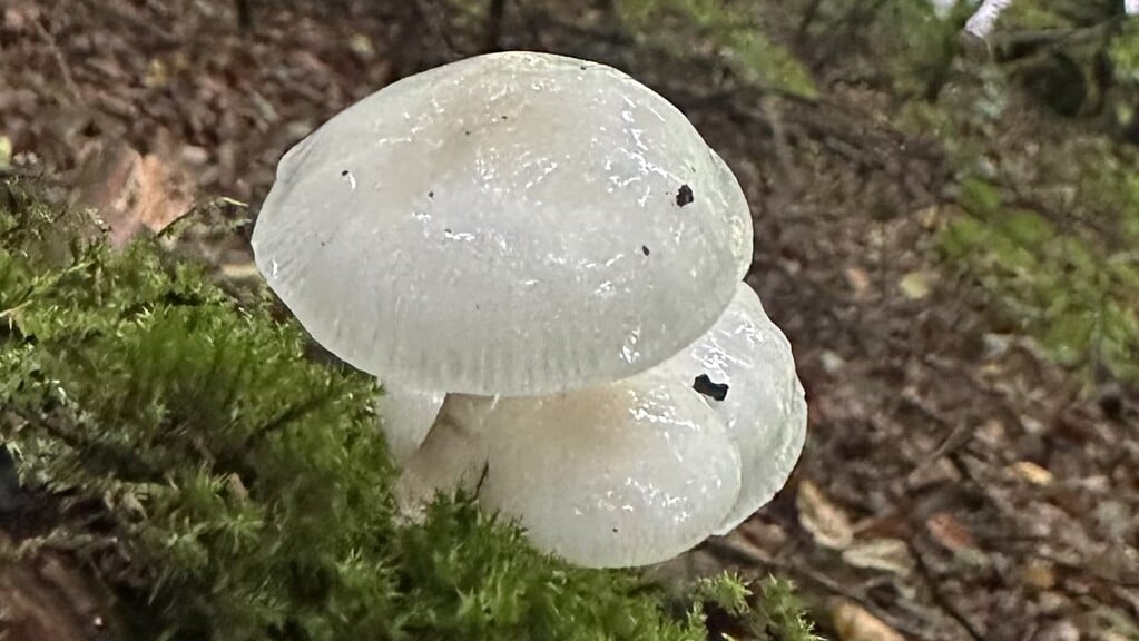 Paddenstoelenwandeling door de Berkenheuvel bij Diever