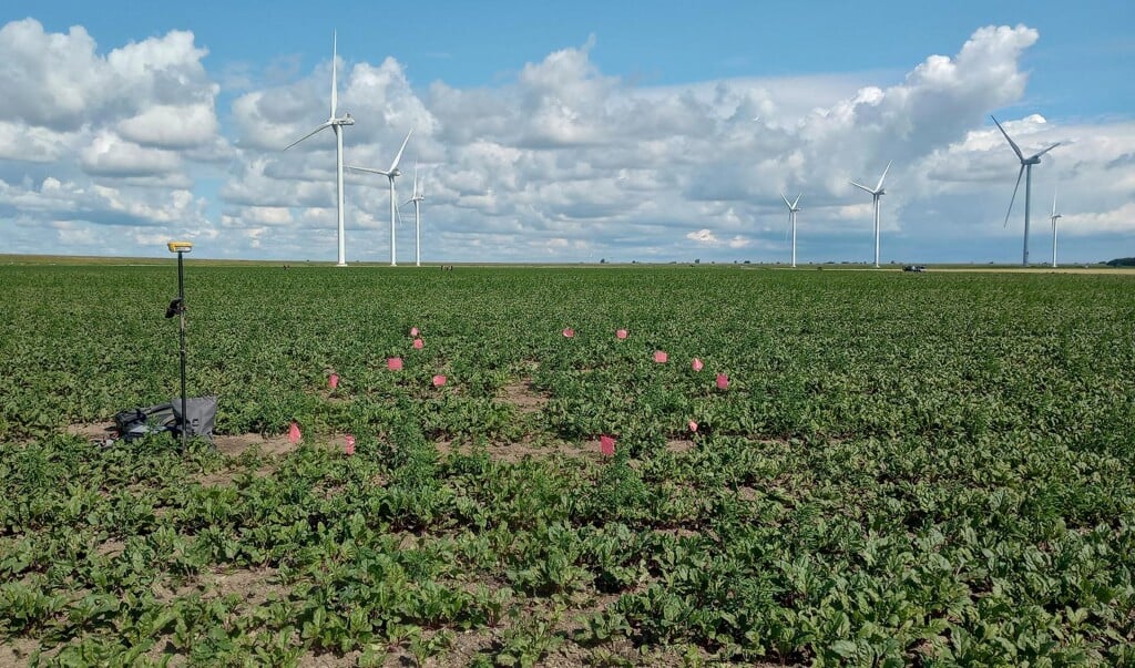 De locatie van de kerkkap is uitgezet met vlaggetjes (Foto: RAAP)