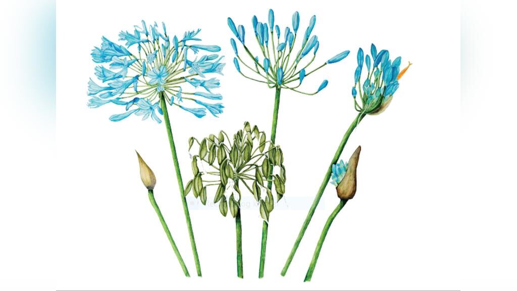 Workshops basis Botanisch tekenen