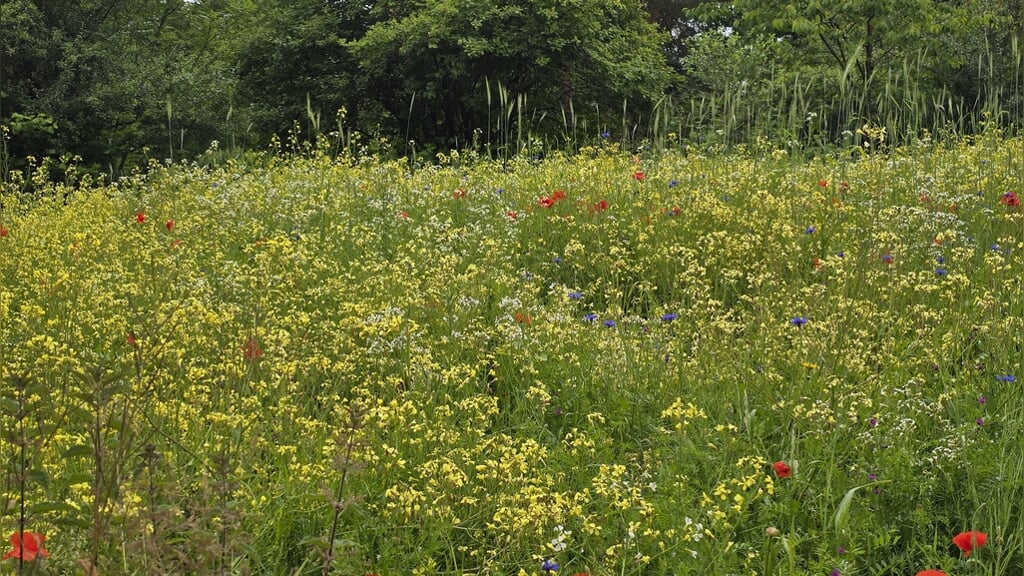 Vlaamse Open Tuinen bij Heemtuin