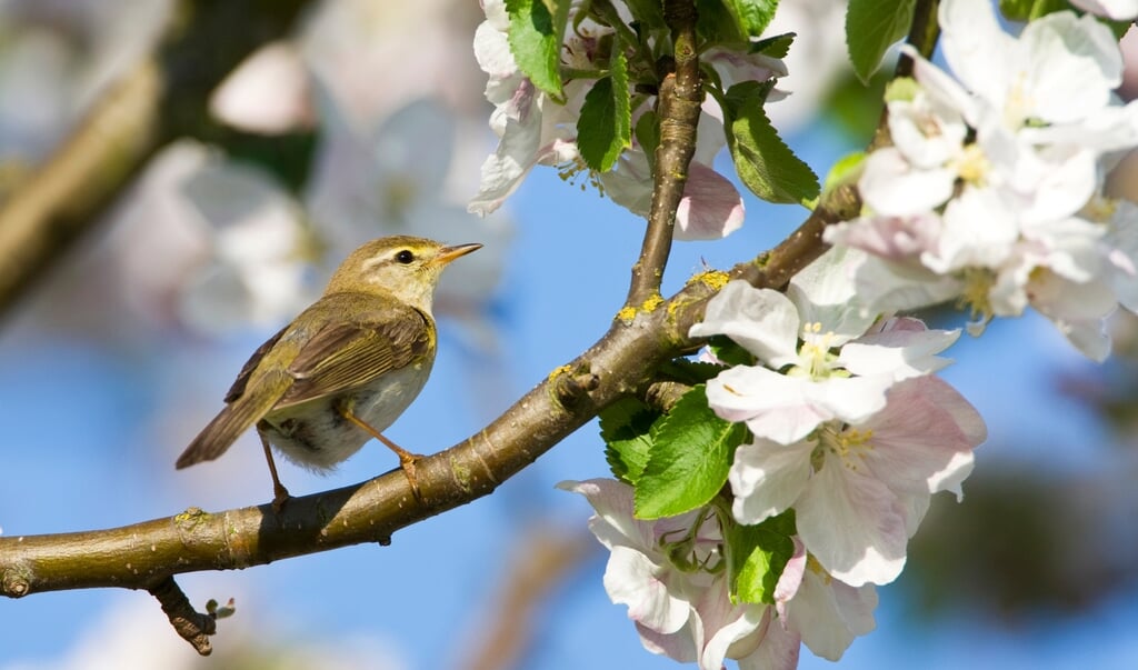 Vogelherkenningsexcursie