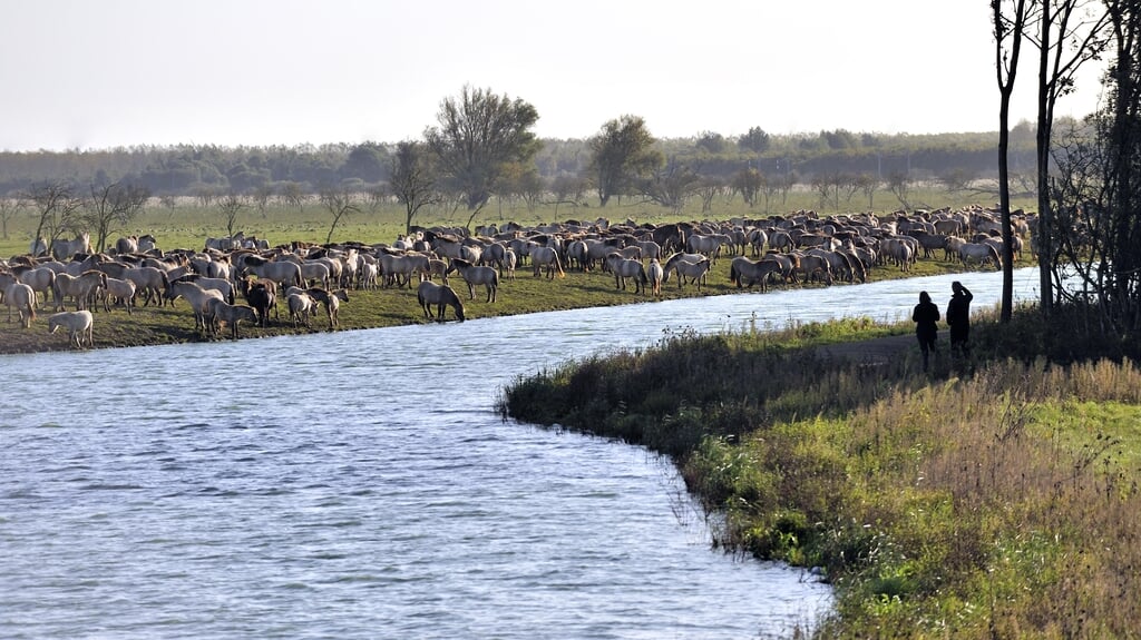 Natuurgebied de Oostvaardersplassen. (Archieffoto: aangeleverd)