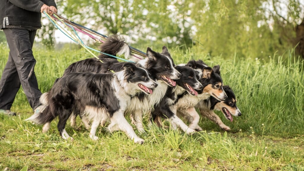 Het Almeerderstrand is populair bij professionele uitlaatservices . (Foto: Adobe Stock